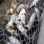 Piggery Farm In Orumba North