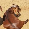 Kalahari Red And Boar Goats