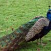 Peacock Bird For Sale