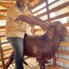 Mature Kalahari Red Goats For Sale