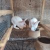 Zealand Rabbits For Sale In Nigeria