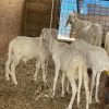 Balami Sheep For Sale