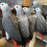 African Grey Parrot Birds
