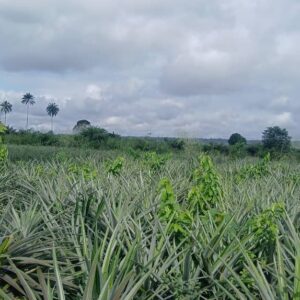 Capvic Farms Nigeria Ltd