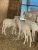 Balami Sheep For Sale